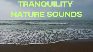 Calmer than the Ocean: Nature Sounds and Tranquility (1 Hour)