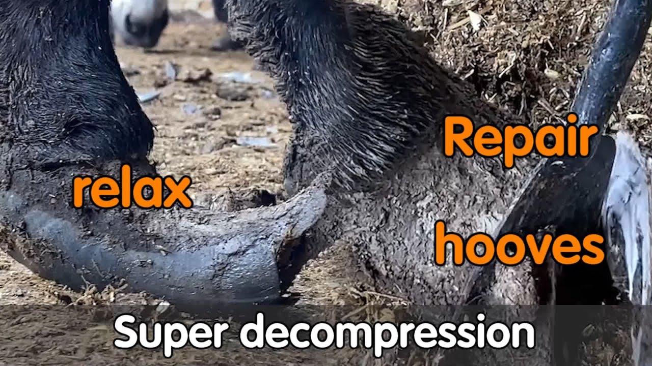 Before and after donkey hoof repair and donkey hoof cleaning YouTube