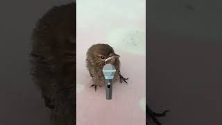 man lo #bhai Tum# Garib hote.. #comedy #nirbhay xyz #minivlog 🤣🤣🤣