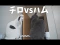 ボス猫ハムに喧嘩を売るお喋り猫チロは勝てるのか？