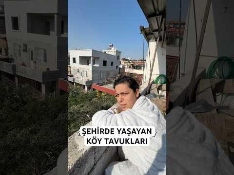 Şehirde yaşayan köy tavukları