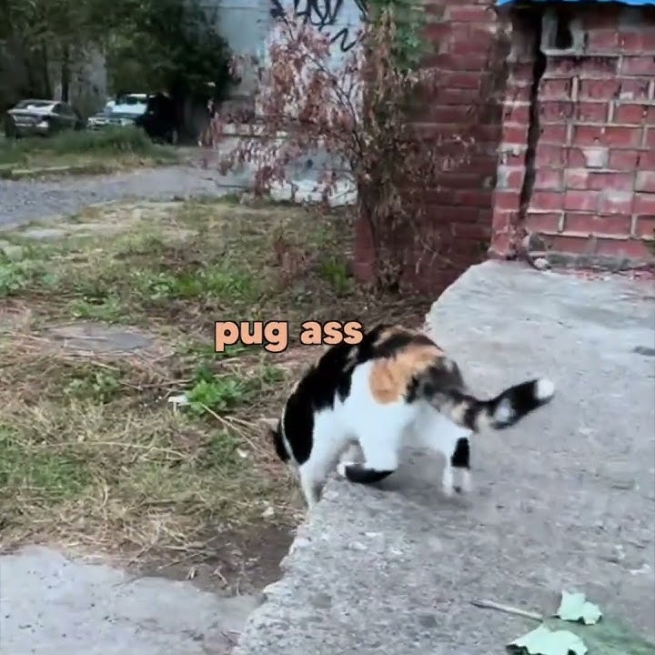 Cat Street Slap
