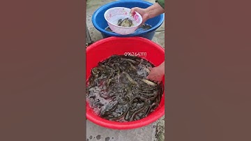 NHEO CHỈ VÀNG NUÔI TRÊN AO ĐẤT HIỆU QUẢ KINH TẾ CAO| CÁ GIỐNG KIÊN CƯỜNG #cagiong #cagiongkiencuong