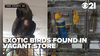 Exotic birds found abandoned at vacant store