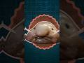 Blobfish दुनिया की सबसे Ugliest Animal ? जी नहीं ! ये झूठ है ! #facts #mystery #animals #blobfish