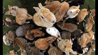 Самые редкие породы кроликов Самые редкие породы кроликов