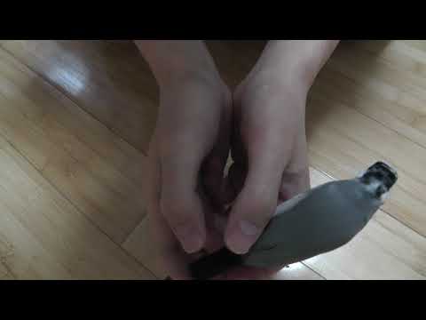 【文鳥】手の中に入ってくれるけど撮影中は寝てくれない [Java Sparrow]Kukky gets in the hand but won't sleep while video shooting