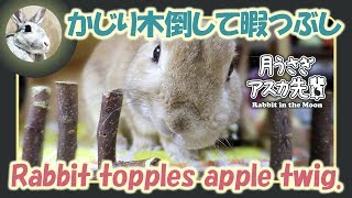 かじり木倒して暇つぶし【 ウサギのだいだい 】　2019年12月1日