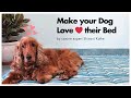 How to teach your dog to use their bed: Get the basics right with dog expert Shivani Kuthe