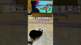 这家伙上辈子在宫里呆过 #宠物 #狗狗 #搞笑 #可爱 #douyin