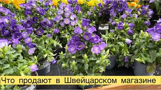 ЧТО ПРОДАЮТ В ШВЕЙЦАРСКОМ СУПЕРМАРКЕТЕ 😉РАССАДА 🌱ПРОДУКТЫ👍🏻👩‍🌾