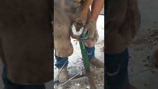 Ablandado de suela. #farrier #horseshoeing #shorts #horse #horselife horselovers