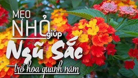 BIẾT MẸO NÀY NGŨ SẮC TRỔ HOA QUANH NĂM | CHĂM SÓC NGŨ SẮC | Giáng Thu