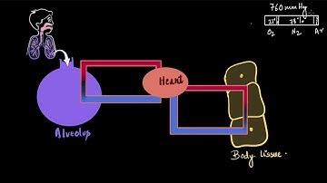 Partial pressure and exchange of gases | Breathing and exchange of gases | Biology | Khan Academy