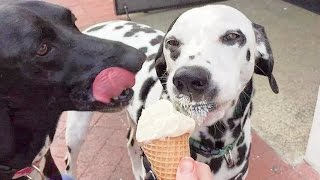 Dogs Eat Ice Cream in Slow Motion at McConnell's Fine Ice Creams by Munchito696 2,152 views 7 years ago 2 minutes, 28 seconds