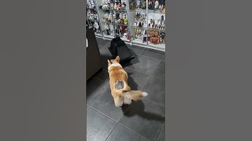 MSE-6-Series Droid - Mouse Droid