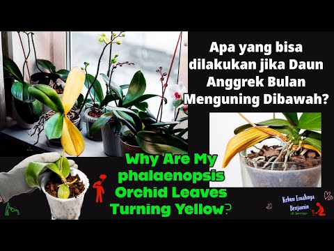 Video: Apakah yang menyebabkan daun phalaenopsis terbelah?