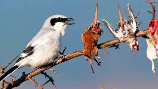 NDEGE MDOGO ANAYEGEUZA MITI KUWA MACHINJIO YA MAWINDO YAKE, HATARI KULIKO MWEWE