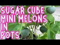 Growing sugar cube mini cantaloupes in containerstrellisedvertical gardening for an entire season