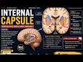 Internet capsule nuro anatomy important topics For university exam point of view #mbbs #anatomy#viva