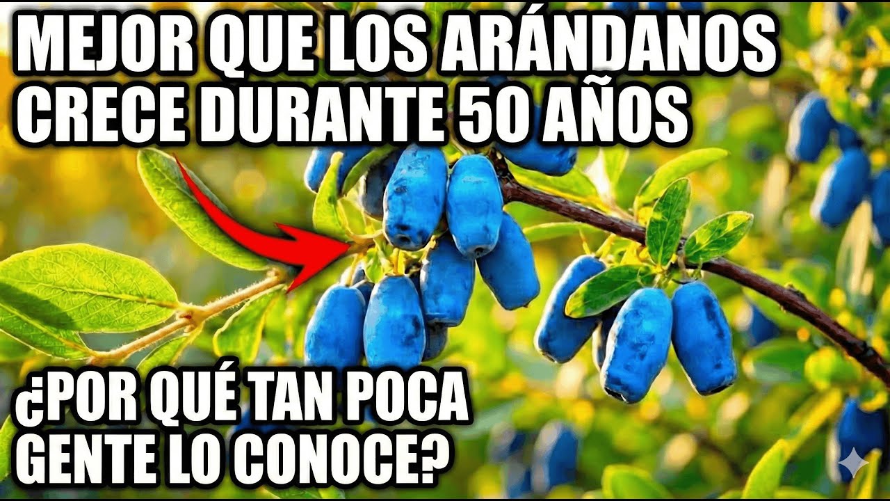 Mejor Que Arándanos y Naranjas Juntos. Produce Por 50 Años — ¿Por Qué Nadie Habla de Esto?