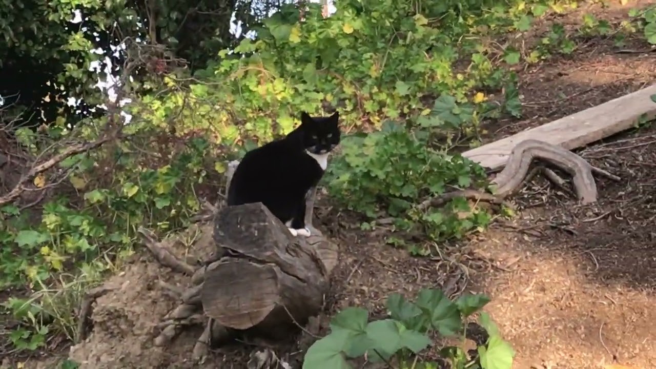 Little Bro On His Perch  