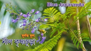 দুর্লভ ফুল নীল কৃষ্ণচূড়া ।। Blue Jacaranda