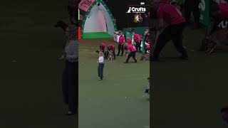 Frantic Flyball at Crufts 2025