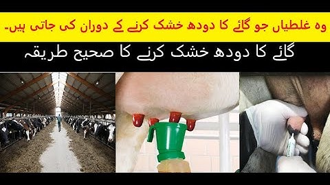 COW DRYING OFF PROCEDURE || HOW TO DRY OFF COW MILK || Dr.Sajid