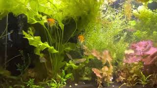 Fluval Stratum Substrate Long Term Review and Koi Angelfish Spawn screenshot 1