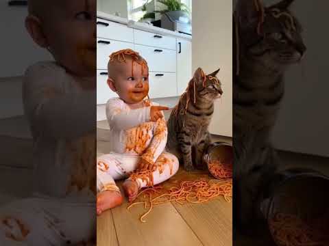 O GATO é SEMPRE o CULPADO