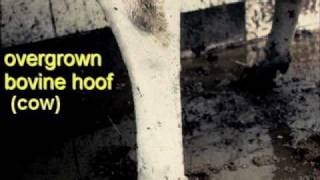 Support Free Stall Barns