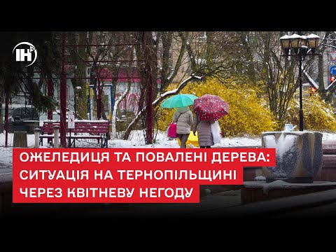 Телеканал ІНТБ: Ожеледиця та повалені дерева: ситуація на Тернопільщині через квітневу негоду