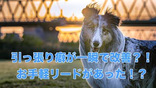 引っ張り癖が一瞬で改善する魔法のハーネスがあった！！doberman