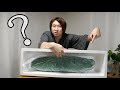 魚好きの数％しか知らない『スチールヘッド』っていう魚　皆さん知ってますか？