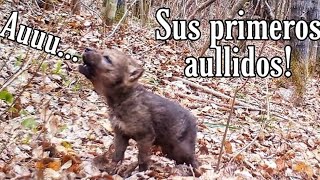 Cámara capta los primeros aullidos de un cachorro de lobo!  adorablemente diminuto