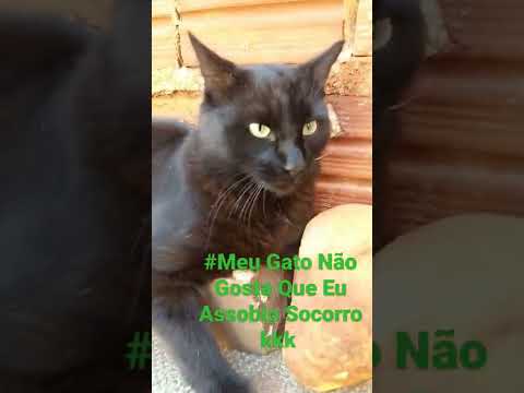 Vídeo: Por que meu gato não assobia?