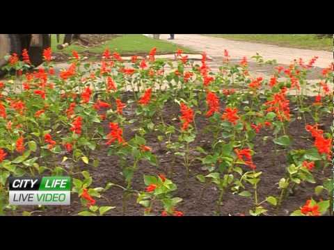City-life.tv / Live Video - Озеленение города.