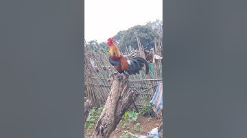 gà rừng đập cánh gáy cực phê. qaib qus ntxuaj ti khav qua zoo tiag tiag