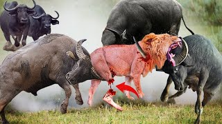 Buffalo herd united to defeat the lion because of the predator&#39;s contempt for their strength