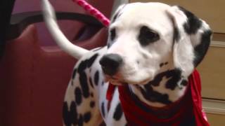 Meet Caoimhe, Dalmation Therapy Dog  Community Rehab Hospital