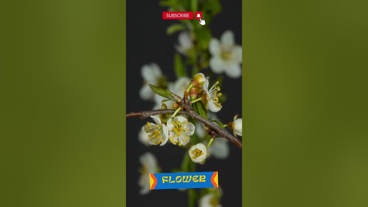 Timelapse Passion Flowers Growing and Blooming short YouTube