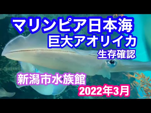 2022年3月29日 マリンピア日本海 巨大アオリイカ！いつも楽しい水族館