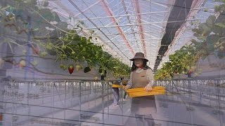 Japón apuesta por la tecnología punta agrícola cinco años después del tsunami - focus