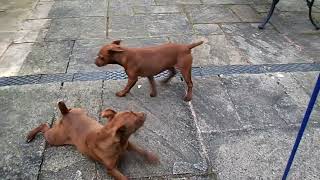 Alfie The Patterdale Goes To Visit His Birth Mum Does She Know Him ?
