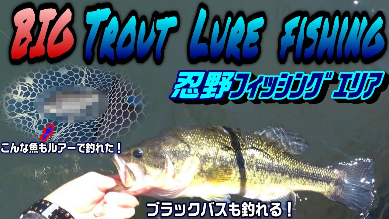 ブラックバスも釣れた！ルアーでは釣れそうにない魚も釣れた！ BIG