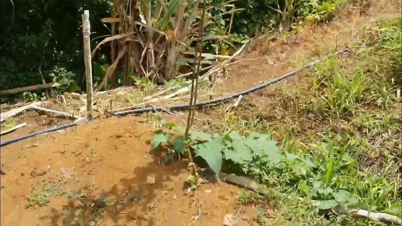 Growing American Apples in Jamaica Ninth month YouTube