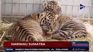 Menggemaskan, Dua Ekor Harimau Sumatera Lahir Kebun Binatang Prancis | NTV MORNING