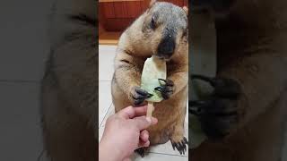 Marmot Eats Ice Cream🤣🤣🤣