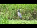 Shoebill